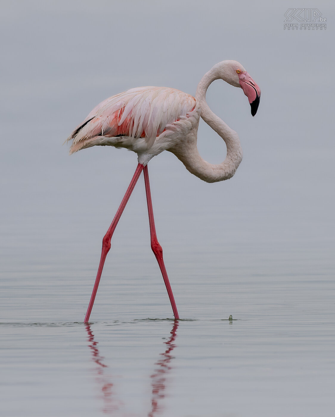 Soysambu - Greater flamingo  Stefan Cruysberghs